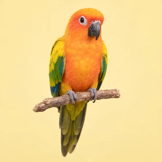 A bright green and orange parrot